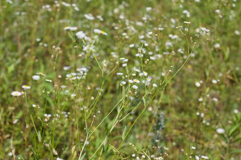Erigeron annuus