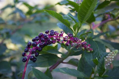 Uva turca (Phytolacca americana)