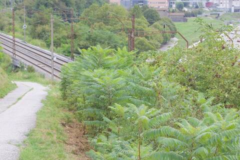 Somacco (Rhus typhina)
