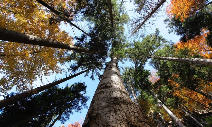 Come vede il bosco un insetto