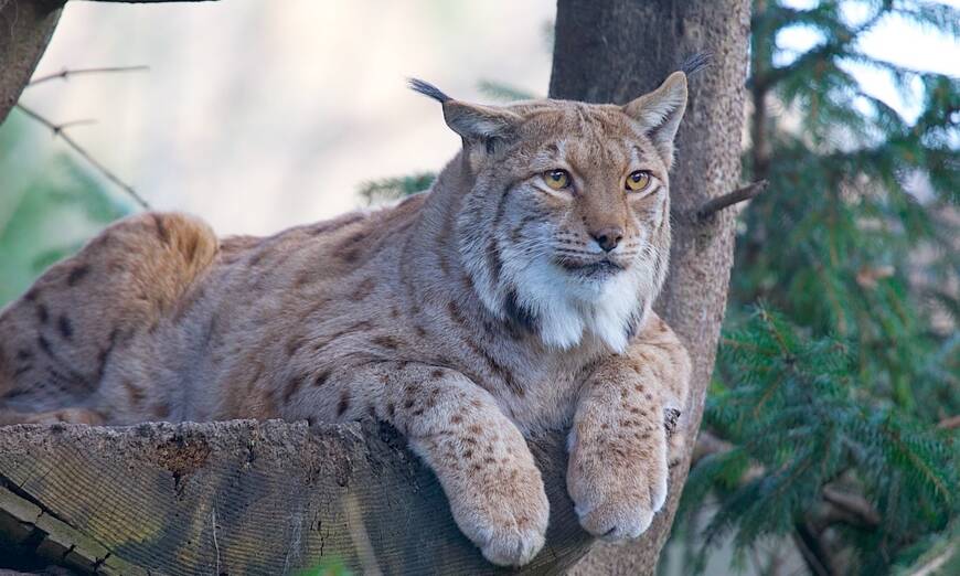 Lince