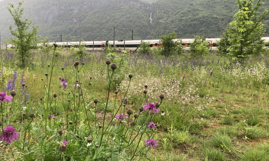 prato secco Gaisc a Bodio di Pro Natura