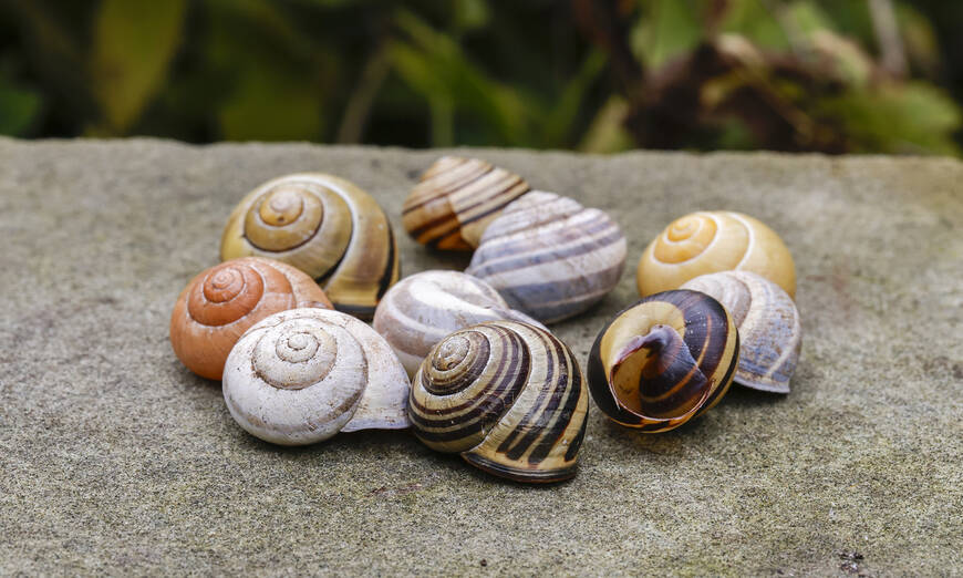 Diversità dei gusci di chiocciola fasciata
