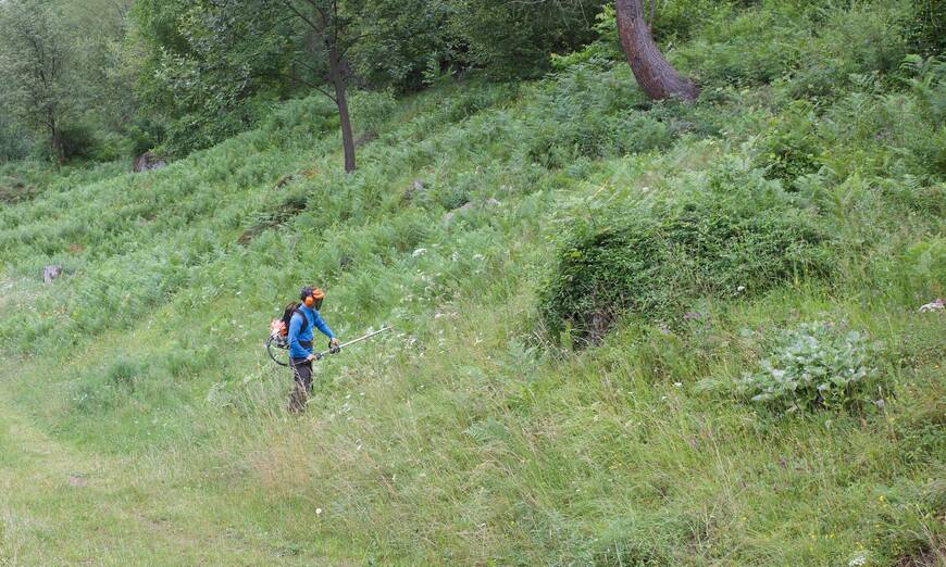 Civilista con decespugliatore contro la felce aquilina