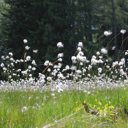 Eriophorum vaginatum