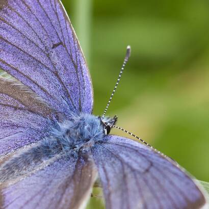 Cyaniris semiargus - Licenide blu