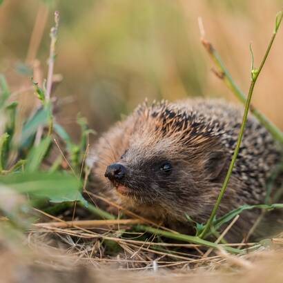 riccio con nasone tra ciuffi d'erba