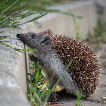 riccio e bordo stradale