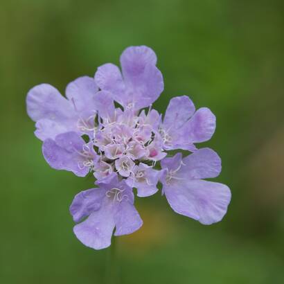 Fiore di vedovina selvatica